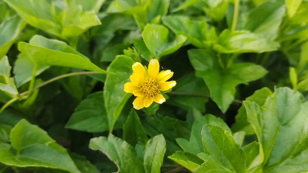 Closeup Yellow Creeping Daisy Growing Green Leaves Outdoors — Stock Photo, Image