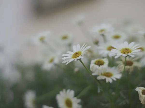 Zbliżenie Pięknych Białych Stokrotek Kwiaty Ogrodzie — Zdjęcie stockowe