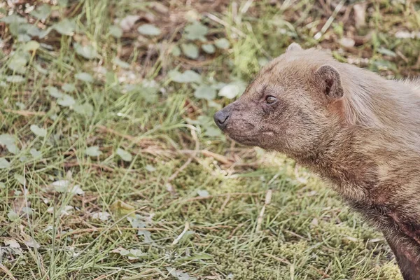 Sebuah Gambar Closeup Dari Berburu Anjing Semak Alam Liar — Stok Foto