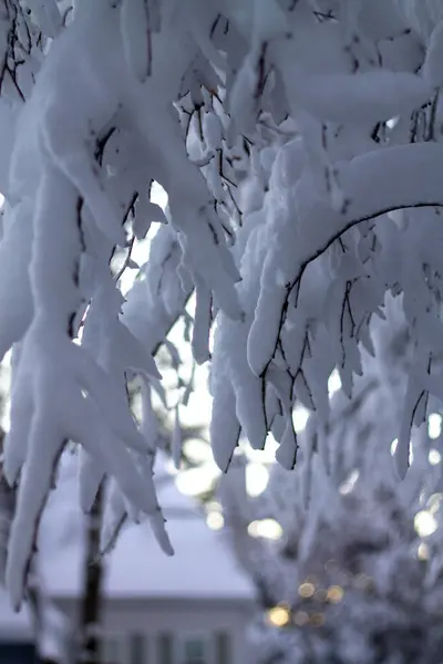 Μια Κάθετη Λήψη Από Κλαδιά Δέντρων Καλυμμένα Χιόνι Μια Κρύα — Φωτογραφία Αρχείου