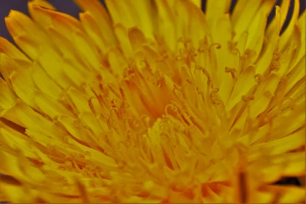 Makroaufnahme Einer Löwenzahnblüte Mit Gelben Blütenblättern — Stockfoto