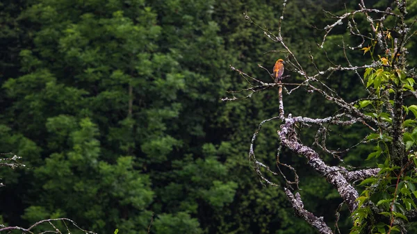 深い緑の森を背景に枯れ木の枝につくオレンジ色の鳥 — ストック写真