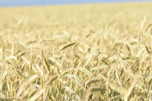 Поле Колосьев Пшеницы Деревне Солнечный День — стоковое фото
