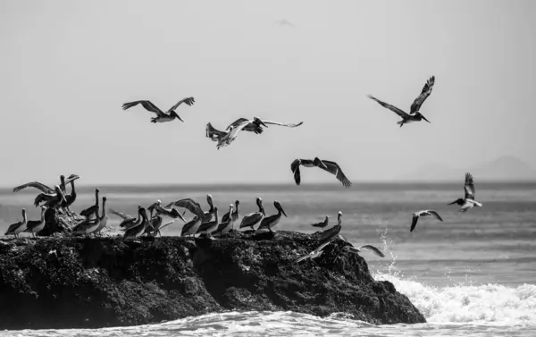 Uma Foto Tons Cinza Muitas Aves Marinhas Voando Costa — Fotografia de Stock