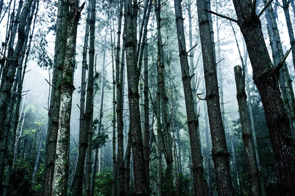 Uma Bela Vista Pinheiros Altos Uma Floresta Mística — Fotografia de Stock