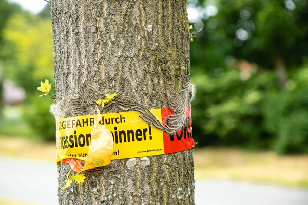 Närbild Skott Ett Träd Med Upp För Fara För Allergi — Stockfoto