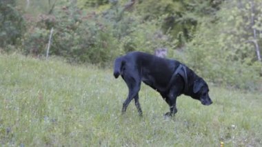 Yeşil bir alanda koşuşturan sevimli siyah bir Labrador.