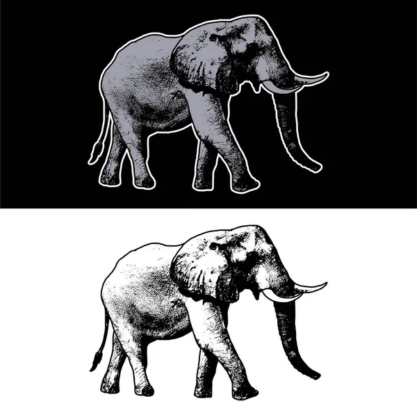 Vector Design Elephant Illustration Hand Drawing Style White Black Background — Stock Vector