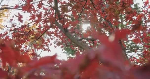 Parque Ensolarado Com Momiji Maple Japonês Kyoto Japão — Vídeo de Stock