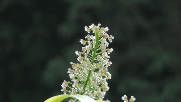 Xiphidium Caeruleum Bílý Květ Tahiti — Stock video