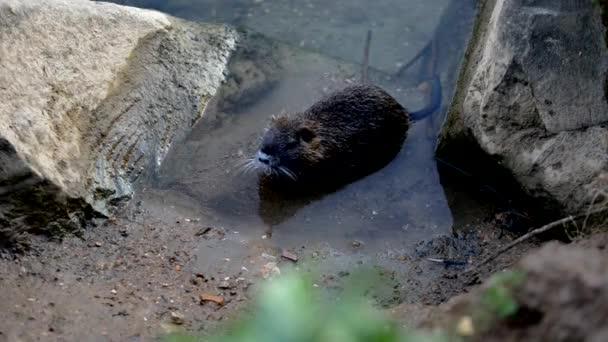 Cute Coypu Myocastor Coypus Also Known Nutria Swimming River — Stock Video