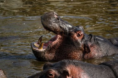 Serengeti Ulusal Parkı, Tanzanya, Doğu Afrika Gölü 'nde bir su aygırının yakın çekimi.