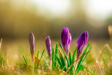 Bir tarlada mor tomurcukların yakın plan çekimi.