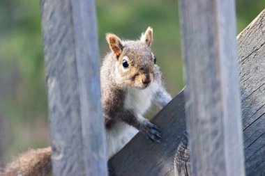 Tahta üzerinde bir sincabın yakın plan fotoğrafı.