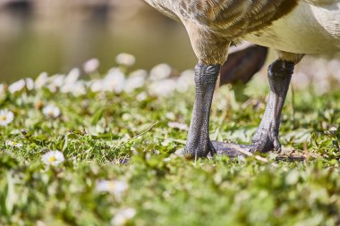 Bahçedeki kaz pençelerinin yakın çekimi.