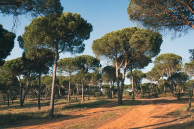 Parkın doğal bir manzarası.