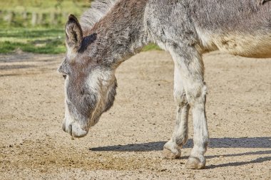 Fin orman ren geyiğinin güzel bir fotoğrafı.