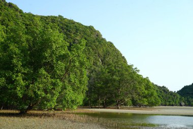 Kalın yeşil ormanın doğal manzarası ve berrak gökyüzünün altında sakin bir göl.