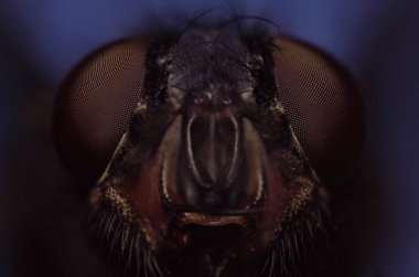 Bulanık arkaplanda küçük bir sineğin makro görüntüsü