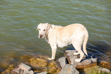 Şirin bir Labrador Retriever bir kanalın kıyısındaki kayalarda duruyor.