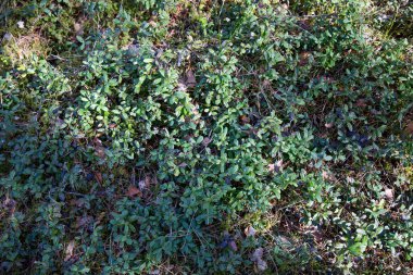 Güneş ışığı altında Salix Glauca 'ya yakın çekim