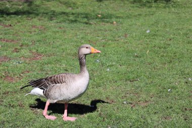Çimenlerde yürüyen bir kazın yakın plan fotoğrafı.