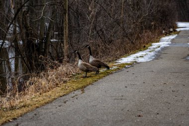 Michigan, Birleşik Devletler 'de Kent patikasının kenarında iki güzel Kanada kaz duruyor.