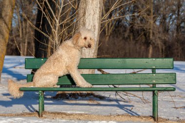 Büyük, sevimli bir kaniş bir kış günü güneşin altında bir bankta oturuyor.