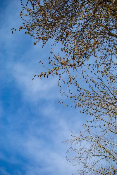 Niskokątne Ujęcie Pięknego Drzewa Pod Niebem — Zdjęcie stockowe