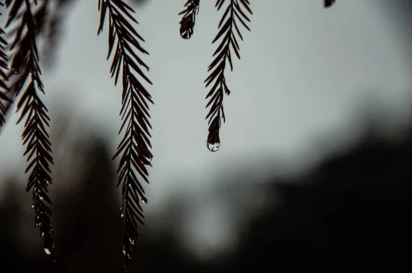 在朦胧的背景上俯瞰树叶上的水滴风景 — 图库照片