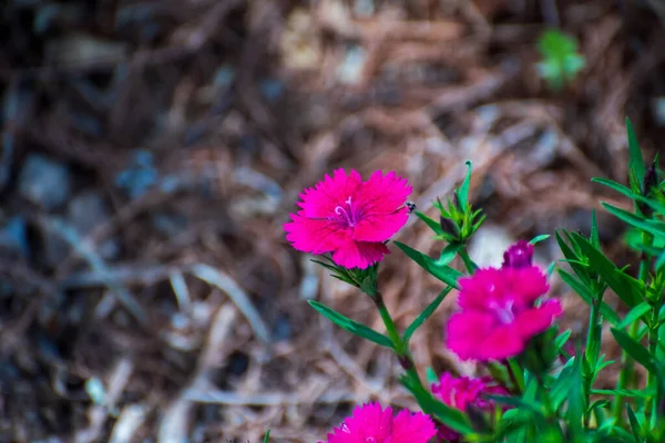 Lebendige Nelken Botanischen Garten Von Rogers Oklahoma Usa — Stockfoto