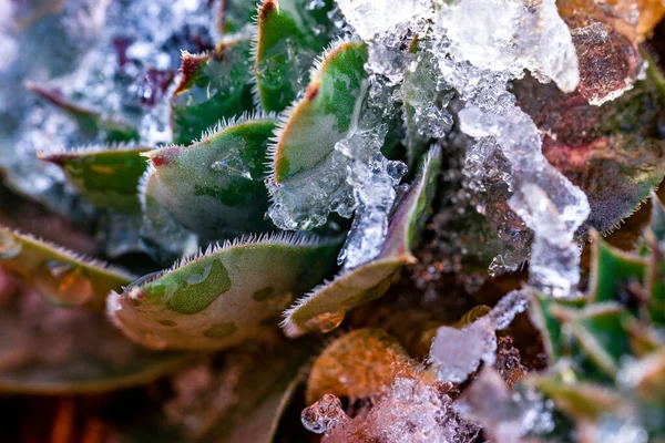 一张被冰覆盖的植物的特写照片 — 图库照片