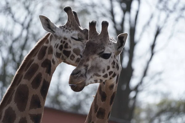 Primo Piano Due Simpatiche Giraffe Coccole Nello Zoo Schwerin Germania — Foto Stock