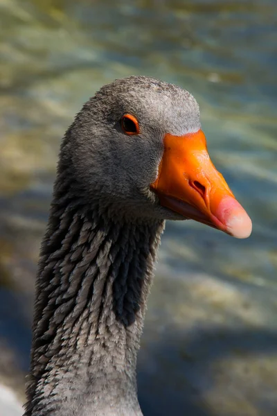 Ankor Och Sjöfåglar Sjö — Stockfoto