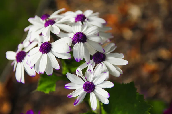 Bukiet Kwiatów Białymi Fioletowymi Liśćmi — Zdjęcie stockowe