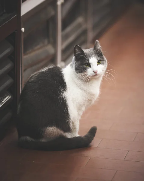 Een Verticaal Portret Van Schattige Pluizige Kat — Stockfoto