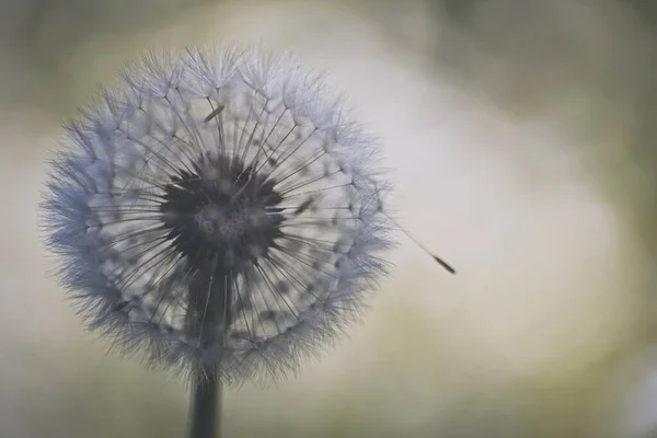 白い背景に美しいタンポポの花のクローズアップショット — ストック写真