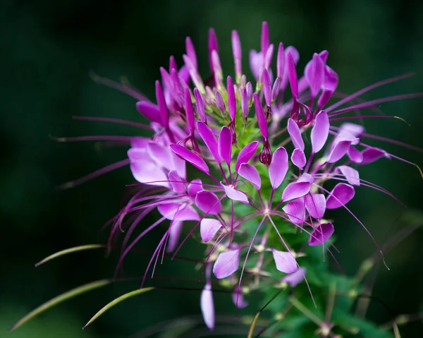 Selective Cleome Flower — Stock fotografie