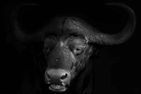 Afrikai Bölény Vagy Bivaly Syncerus Caffer Szürkeárnyalatú Portréja Fekete Alapon — Stock Fotó