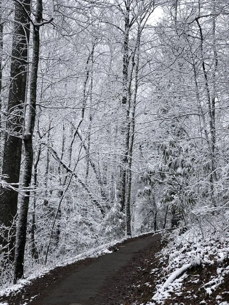 Een Verticaal Shot Van Een Pad Door Bomen Winter Tennessee — Stockfoto