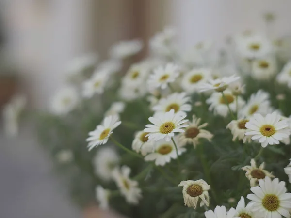 Płytkie Ognisko Krzaka Małych Białych Kwiatków Stokrotki — Zdjęcie stockowe