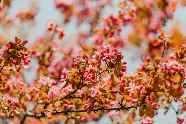 New Brunswick Canada Pink Apple Blossom Tree Bloom Spring — Stock Photo, Image