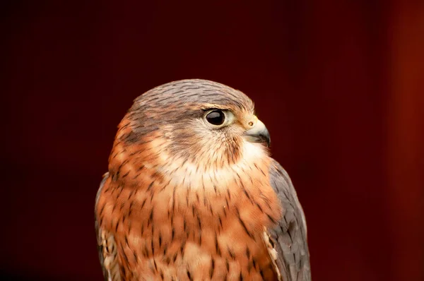 Bulanık Bir Arkaplanda Güzel Bir Merlin Kuşunun Yakın Çekimi — Stok fotoğraf