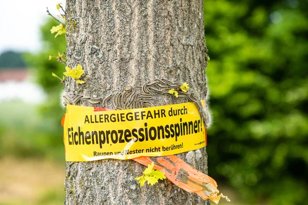 Closeup Shot Tree Beware Danger Allergy Due Oak Procession Spinner — Stock Photo, Image