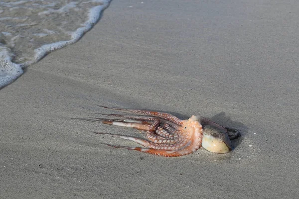 Selective Focus Shot Octopus Washed Ashore Beach — Stock Photo, Image