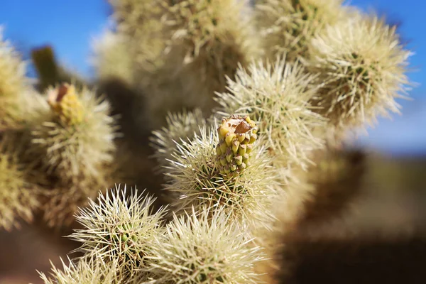 Primer Plano Una Hermosa Flor Cactus —  Fotos de Stock