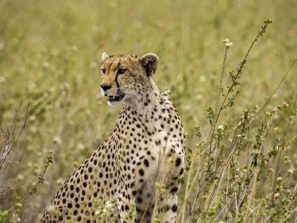 Μια Όμορφη Cheetah Στο Σαφάρι Στο Serengeti Εθνικό Πάρκο Τανζανία — Φωτογραφία Αρχείου