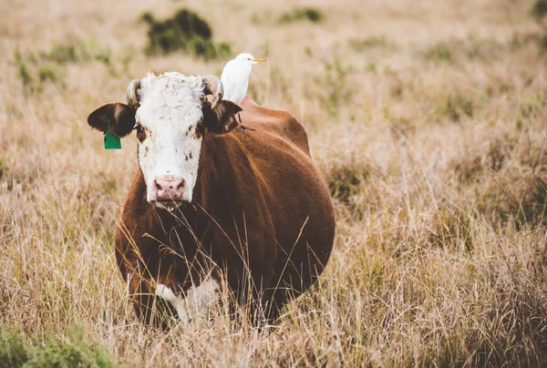 Tiro Perto Uma Vaca Campo Olhando Para Câmera — Fotografia de Stock