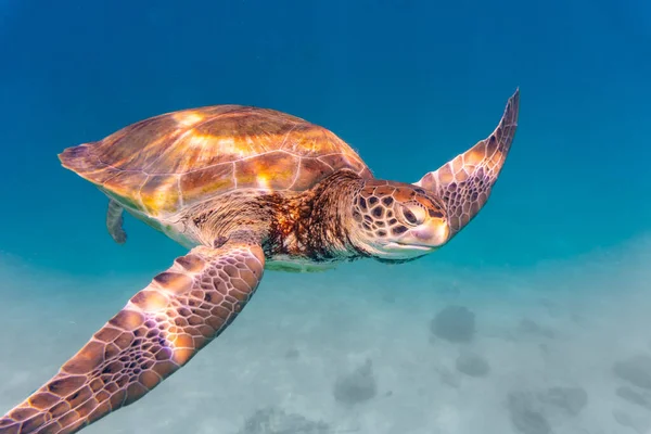 A Cheloniidae turtle under the ocean