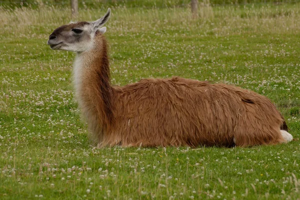 Closeup Shot Llama Relaxing Grass — Stock Photo, Image